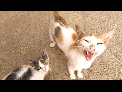 The Mother Cat Meows Loudly For Food For Her And Her Kittens.
