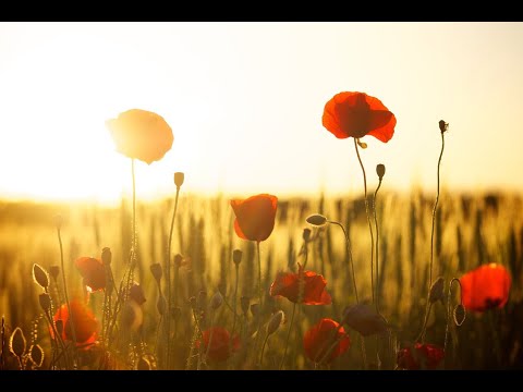 VOGELSTIMMENKONZERT AM MORGEN *LASS DICH BEZWITSCHERN*