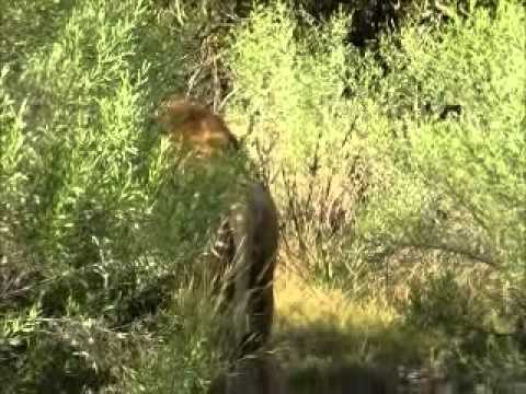 Nxabega - Single male lion.wmv
