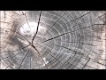 Time Stops - Suzanne Ciani