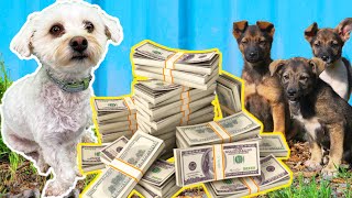MILLI DONATES $5000 TO HOMELESS DOGS!!