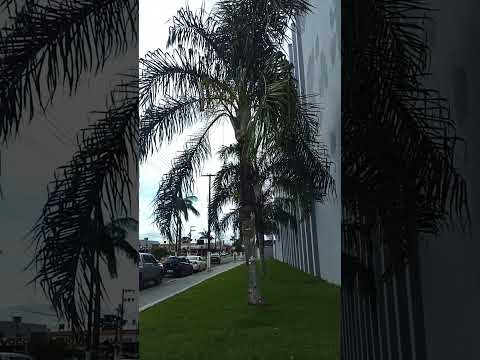 #vilhena #rondonia #amazonia #natureza #caminhada #vidasaudavel