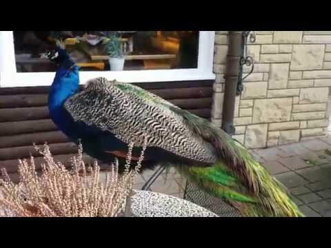 Der Blaue Pfau (Pavo cristatus) #LoveNature