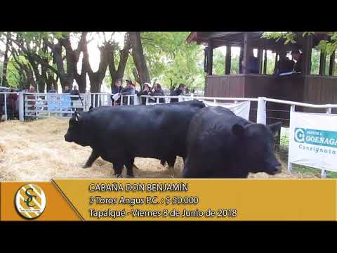 08-06-18 Venta de Toros P.C. - Cabaña Don Benjamín - Tapalqué.