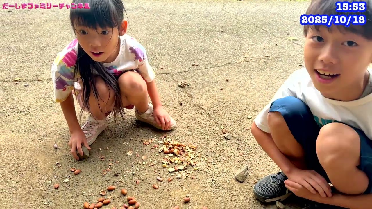 どんぐりを拾ってきて砕く謎の遊び😂だーしまファミリー普段の様子