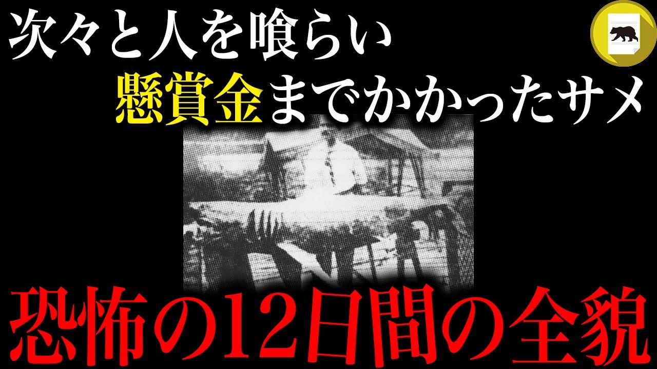 人を次々と食い、懸賞金までかかったホオジロザメ。サメが人間を襲い続けた12日間の全貌「ニュージャージー州サメ襲撃事件」
