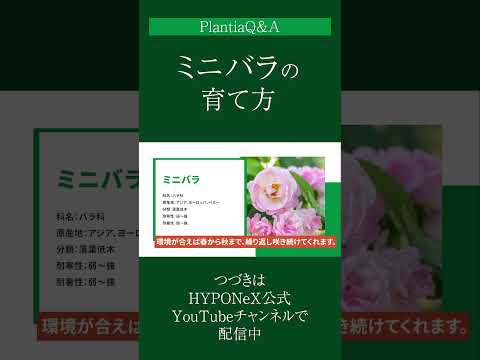 クリビアを再び咲かせるにはどうすればよいですか？専門家のヒントは次のとおりです  庭園