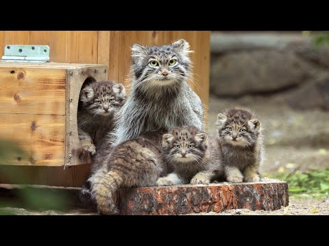 Six Pallas's cat kittens were born to Snezhinka the manul at Novosibirsk zoo! [8K] @manulization