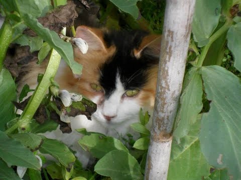 NatalMiao di Doriana, by mancibella46