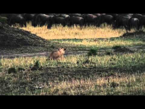 Lion Hunting Wildebeest fails