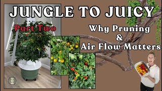 Part 2 Take This Tomato Tower From Jungle to Juicy #towergarden #farming #garden #towergarden