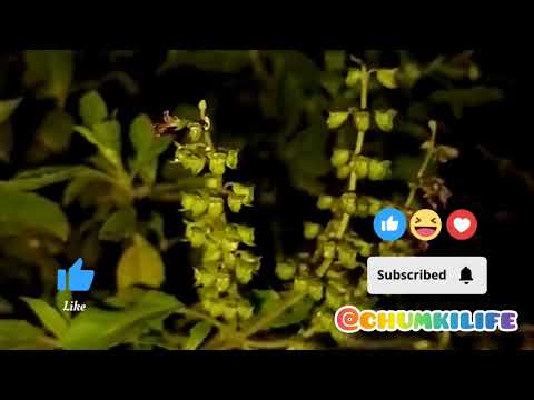 🍀@chumkilife ❣️