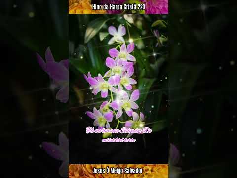 Hino da Harpa Cristã 229 Jesus ó Meigo Salvador 😌