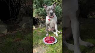 Masový dort zvířecí 900g