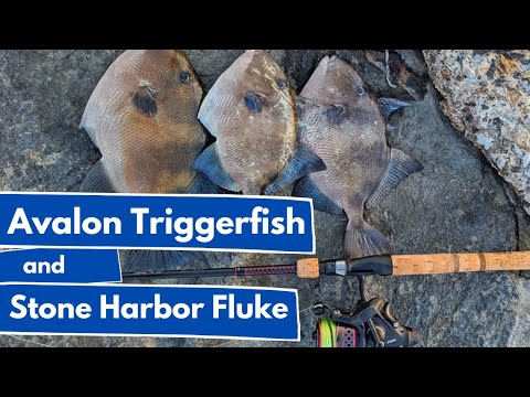 New Jersey Triggerfish From The Jetty!! Plus More!