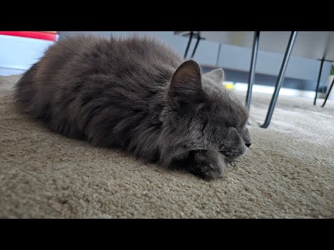 Wie viel Plastik war in Apollo? 😱 Und ein Blumenspecial 