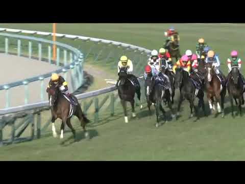 2022.10.23 Kikuka Sho (Japanese St. Leger) - Ask Victor More