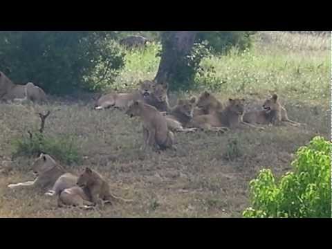 Kruger Park Satara S100 mega pride.