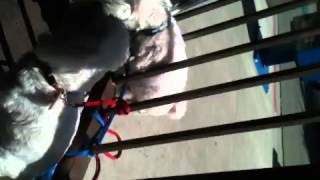 My Dog Sonny vs. the Fence