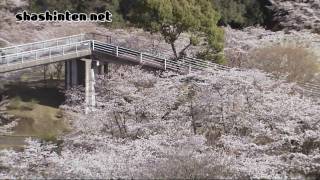 preview picture of video '霧島連山と桜 / 鹿児島県霧島市・丸岡公園 / 2010.03.21'