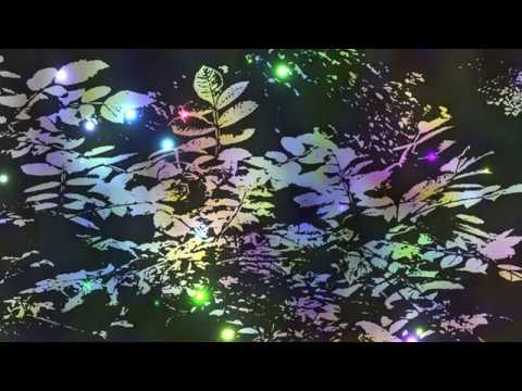 パイクローズ 植物