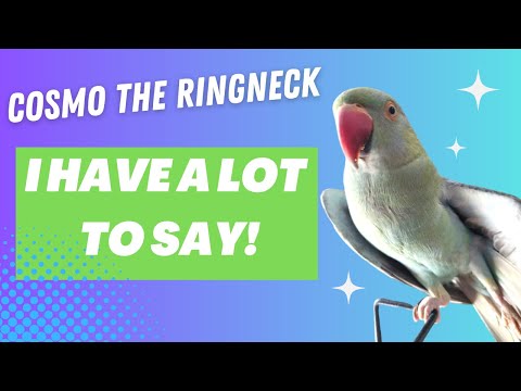 Cosmo The Indian Ringneck Parrot | Talking Indian Ringneck Compilation