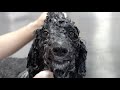 The MOST EXPENSIVE Groom Guess This Breed Of Dog