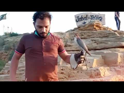 Danyal Falconer with his Red Headed Merlin