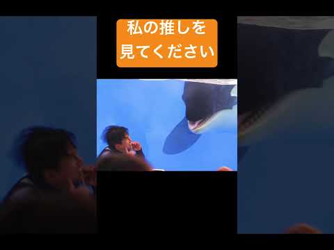 神戸須磨シーワールド　オルカパフォーマンス　シャチ