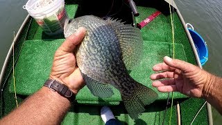 Catching Summer Crappie With Live Shad