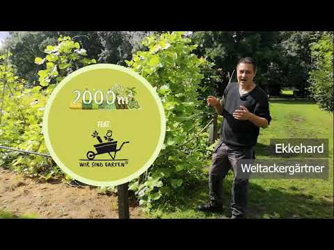 Leguminosen-Vielfalt in unseren Breitengraden?