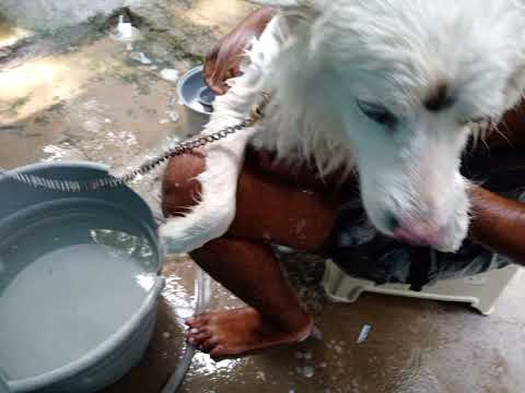 my pet kanna bathing please subscribe my channel Nirmala kitchen