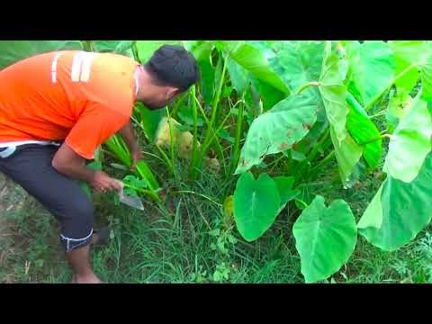 How to Grow Taro (Arvi) Complete Information | Arvi on Skyseeds Farm