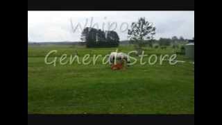 preview picture of video 'Whiporie General Store - Whiporie NSW'