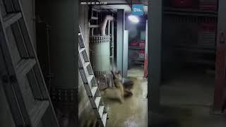 German Shepherd Drags Owner Behind Shelves Seconds Before Boiler Blast