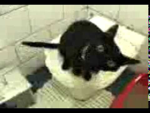 Narciso Querendo Banho... De gato, lógico!