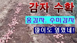 [텃밭농부 1,536]  퇴비랑 액비만으로 키운 감자수확. 많이도 열렸네! #감자재배