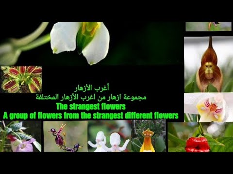 , title : 'أغرب الأزهار   مجموعة ازهار من اغرب الأزهار المختلفة The strangest flowers A group of flowers from t'