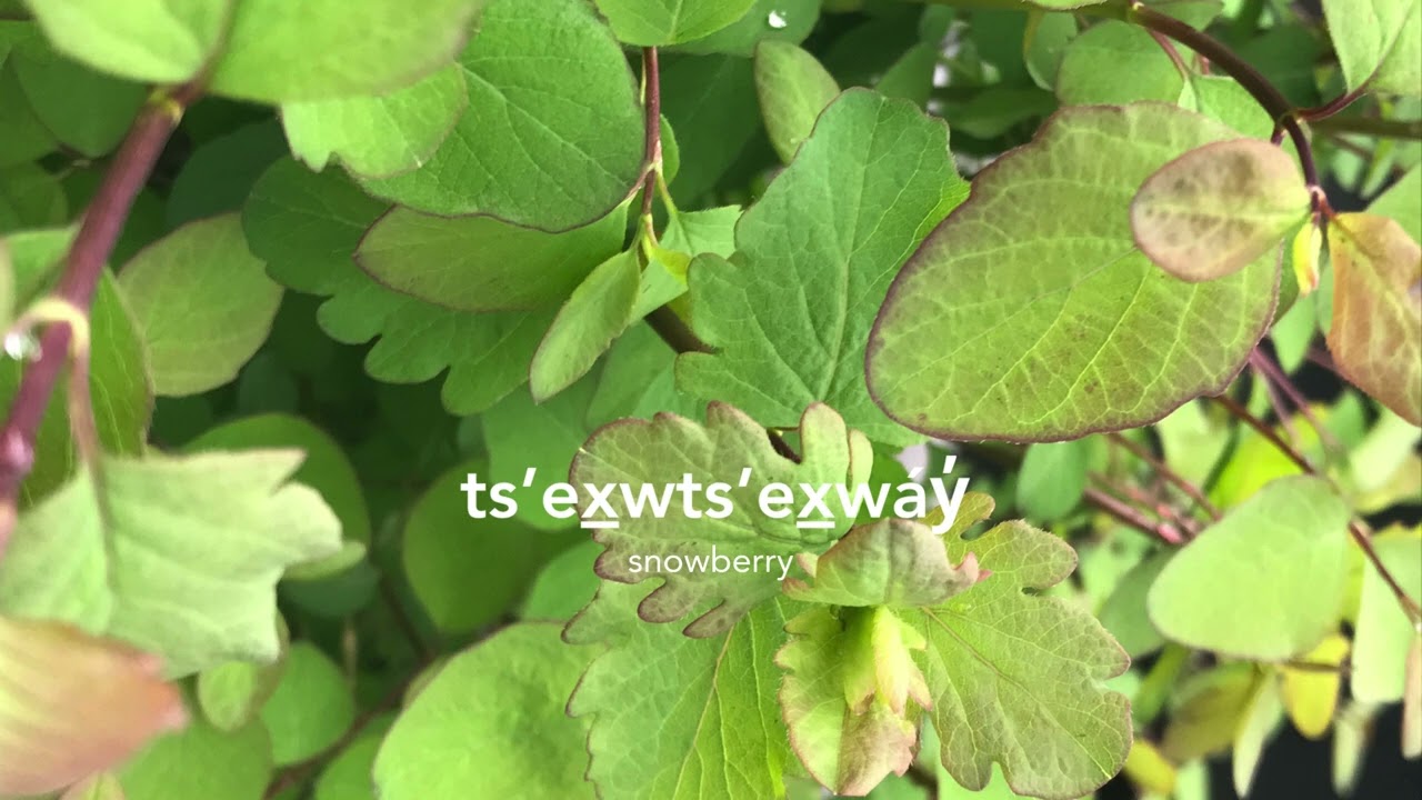 ts’ex̱wts’ex̱wáy̓ (snowberry)
