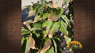 Q&amp;A – Why does my new dogwood have brown leaves and look like this?