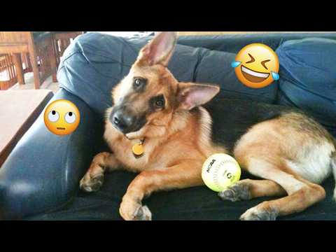 I dare you not to LAUGH at these FUNNY DOGS 😁🦮 - Best Funny Animals Videos 2025 #251