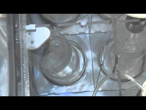 PET Bottle STRESS CRACK