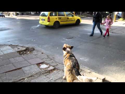 HEMY STREET DOGS VARNA BULGARIA 17 11 2012 019
