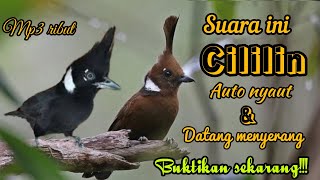 Download lagu SUARA PIKAT DAN MASTERAN SEMUA JENIS BURUNG CILILIN RIBUT ALAM LIAR mp3