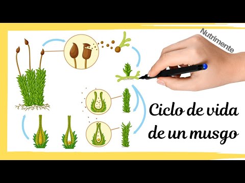 Ciclo de vida de un MUSGO