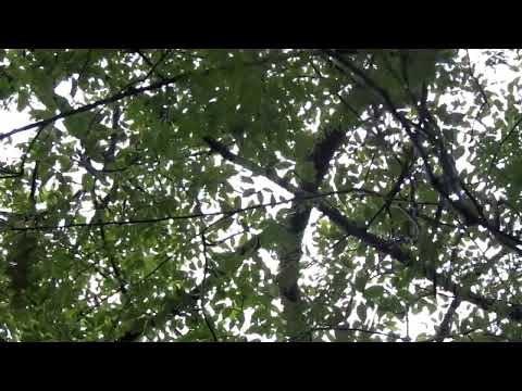 Shimul tree or Silk Cotton tree @NatGeo