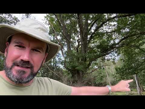 Reading Trees for Navigation   A Tip