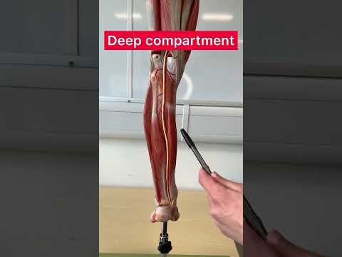 Muscles of the posterior leg! #mbbs #medical #medicine #doctor #anatomy
