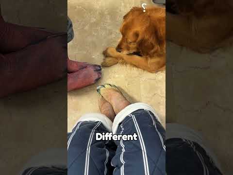 Dog vs. Paw-Print Socks: The Showdown #Dog #Shorts