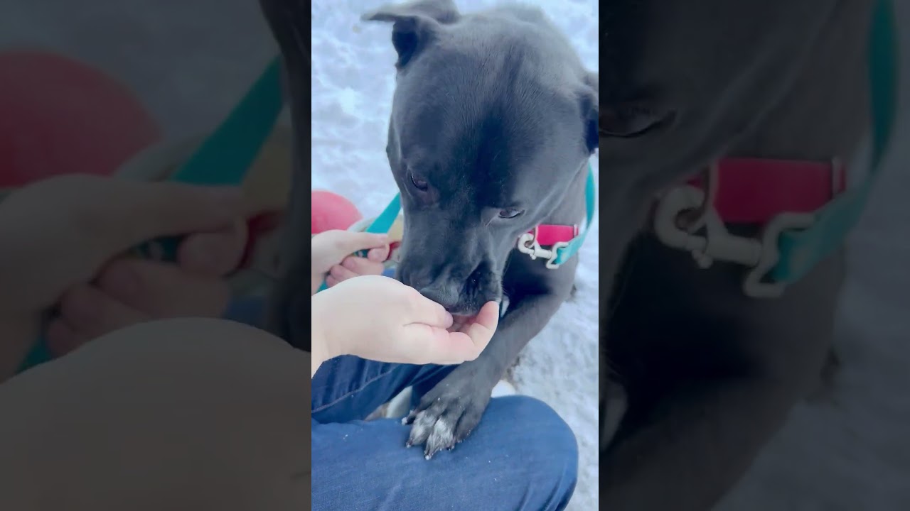 Enlarge Kolby-Goofy, Fun-Loving Boy, an adoptable mixed breed in Oshkosh, WI video 5/6